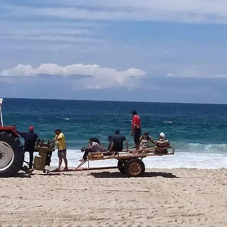 Nenufares * Torreira